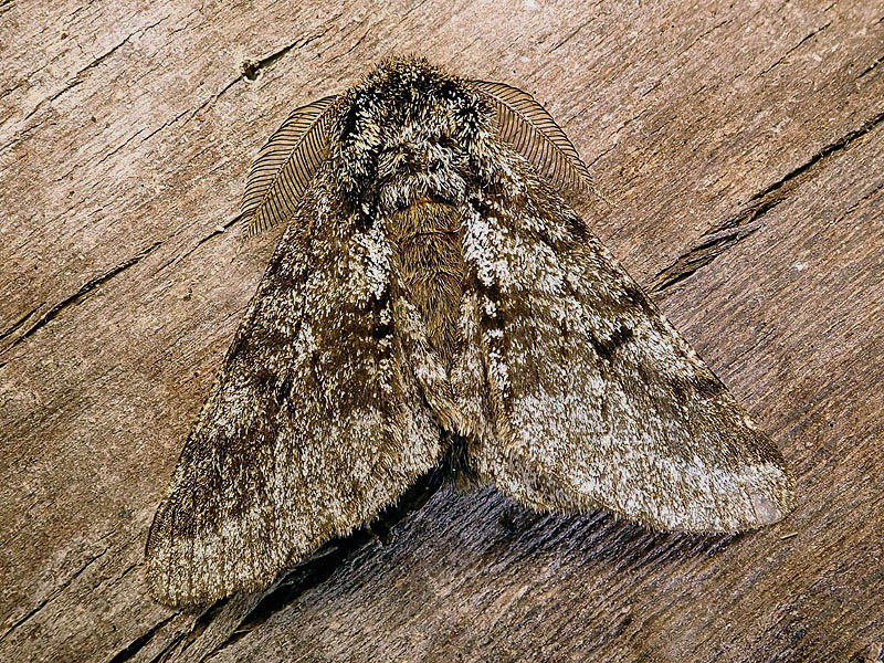 Lycia hirtaria - Geometridae
